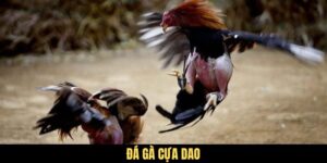 Đá Gà Cựa Dao - Nơi Quy Tụ Những Chiến Kê “Bất Khả Chiến Bại”