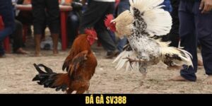 Đá Gà SV388 - Sân Chơi Cá Cược Gà Trực Tuyến Hàng Đầu