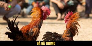 Đá Gà Thomo - Sân Chơi Chuyên Nghiệp Dành Cho Các Chú Gà Trống