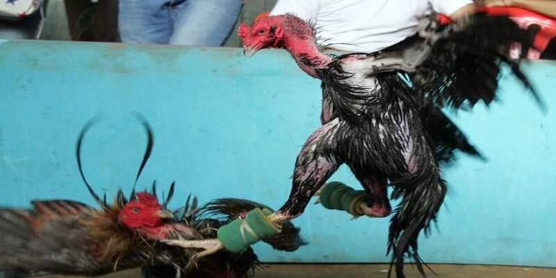 Đá gà Thomo là gì?