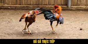 Đá Gà Trực Tiếp - Cá Cược Cực Hay - Nhận Ngay Thưởng Khủng