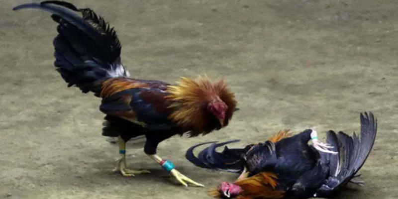 Đá gà trực tiếp là gì?