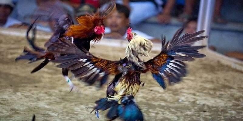 Giới thiệu sân chơi đá gà Thomo tại nhà cái 79KING uy tín