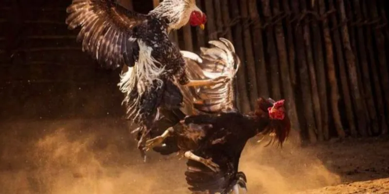 Giới thiệu sân chơi đá gà trực tiếp 79KING