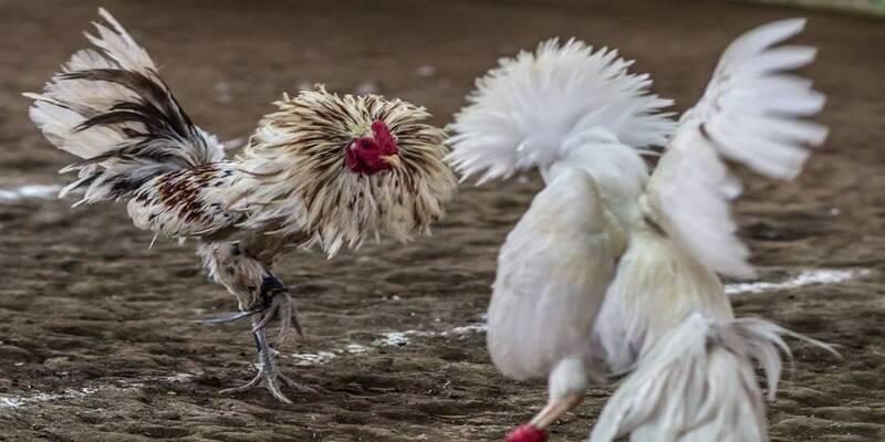 Giới thiệu về đá gà Mộc Bài và nguồn gốc của bộ môn này