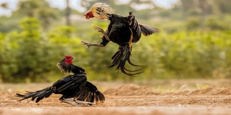 Giới thiệu về sảnh cược đá gà 79KING