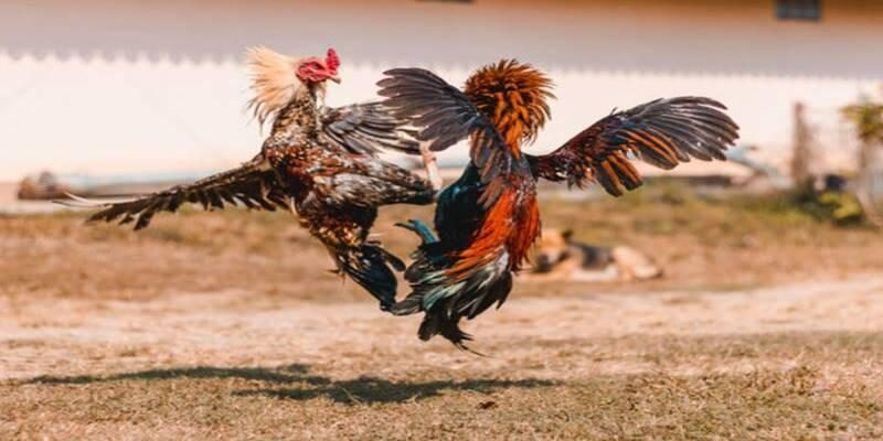 Hình thức đá gà Mộc Bài và những điểm nổi bật