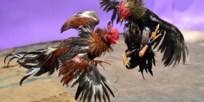 Mẹo chơi đá gà hiệu quả tại 79KING