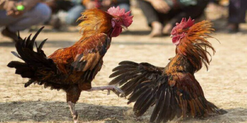 Những điểm nổi bật khi chơi đá gà tại 79KING