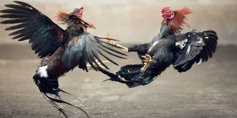 Những trận đá gà Thomo và sức hút đặc biệt cho kê thủ