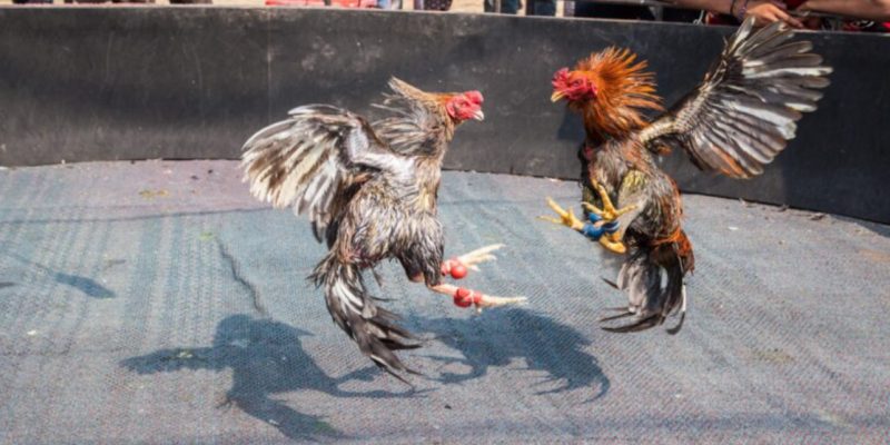 Tìm hiểu thế nào là đá gà cựa dao?