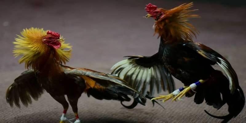 Tìm hiểu về quy định về luật chơi đá gà Mộc Bài