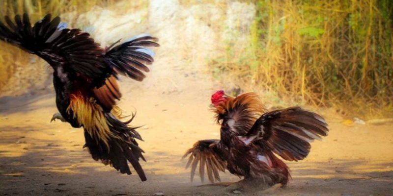 Tổng hợp lưu ý khi tham gia đá gà SV388