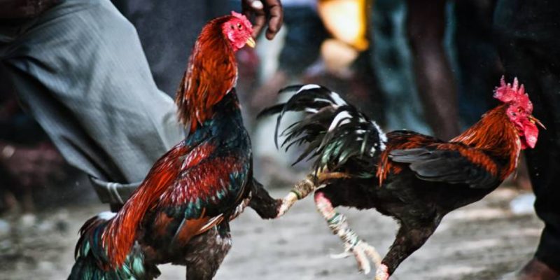 Vì sao đá gà cựa dao được yêu thích đặc biệt?