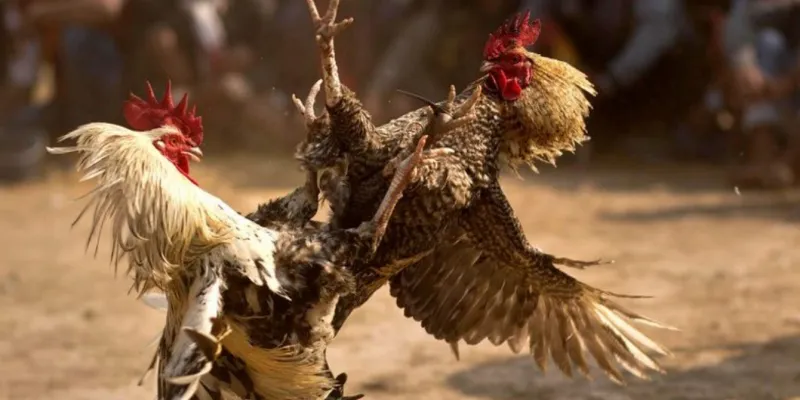 Vì sao đá gà trực tiếp lại có sức hút đặc biệt?