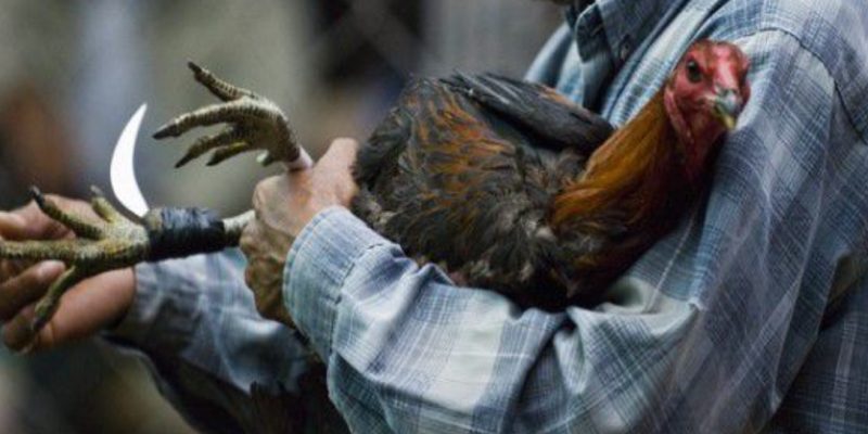 Đá gà cựa dao được nhiều kê thủ tìm đến