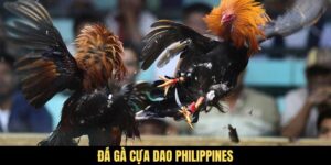 Đá Gà Cựa Dao Philippines - Sân Chơi Đẳng Cấp Với Chiến Kê Giỏi