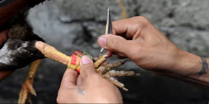 Đá gà cựa dao Philippines là gì?