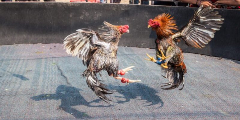 Luật đá gà cựa dao Philippines mới nhất hiện nay